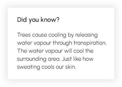 Did you know? Trees cause cooling by releasing water vapour through transpiration. The water vapour will cool the surrounding area. Just like how sweating cools our skin. 